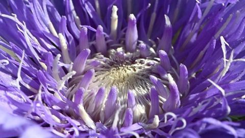 Stokesia laevis Mega Mels, proposé par Jardin botanique du Beau Pays, à Marck (62), a reçu un trophée à Saint-Jean-de-Beauregard  pour sa remarquable floraison. ©Carole Desheulles